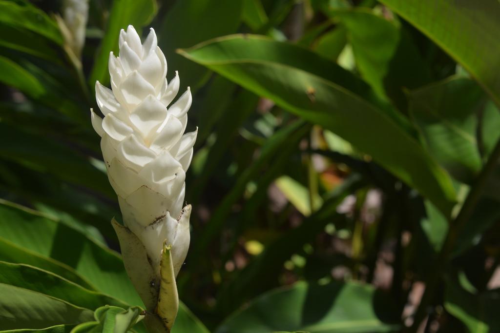 O'Soleil Chalets Self Catering Insel Insel La Digue Zimmer foto
